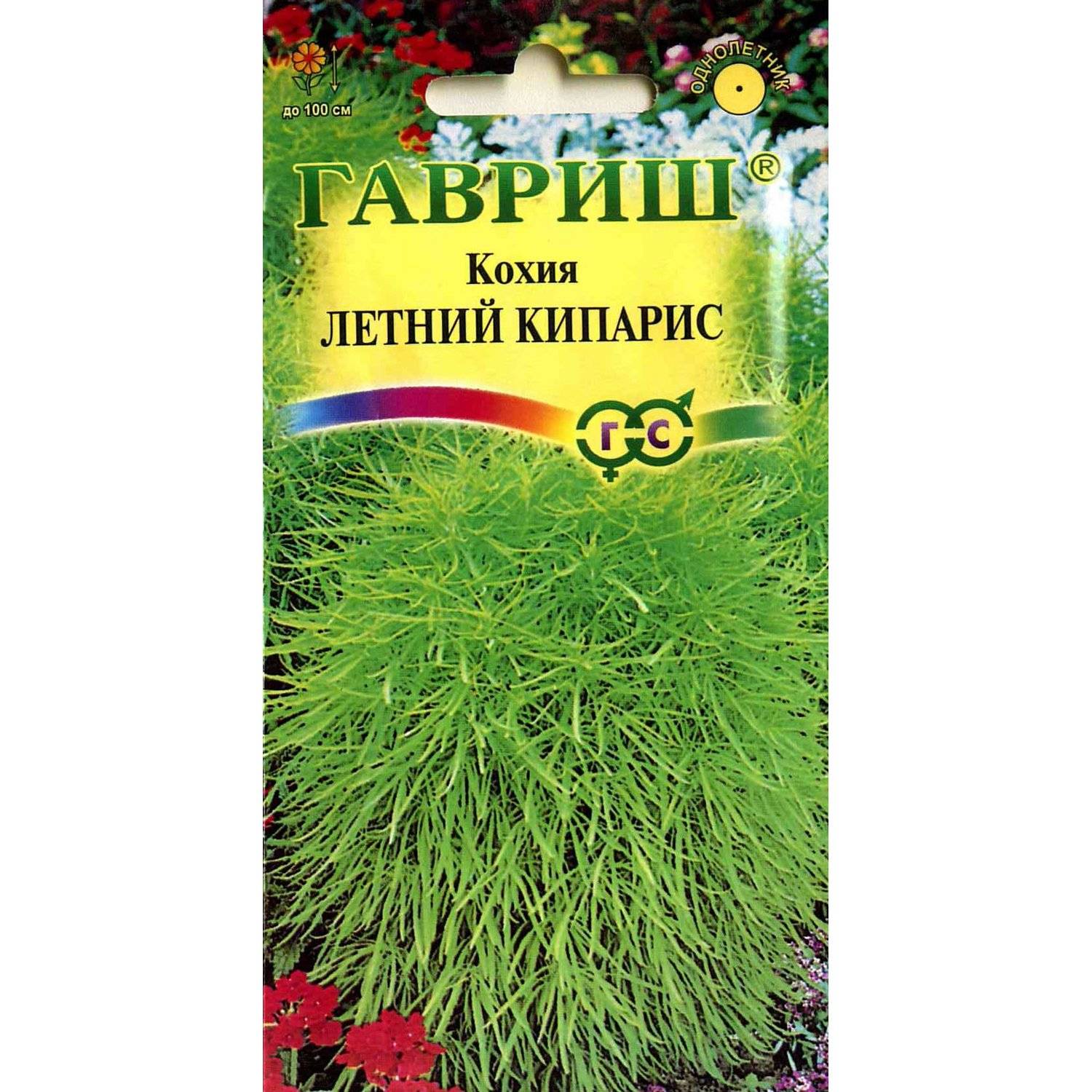 Кохия летний Кипарис веничная (Гавриш)