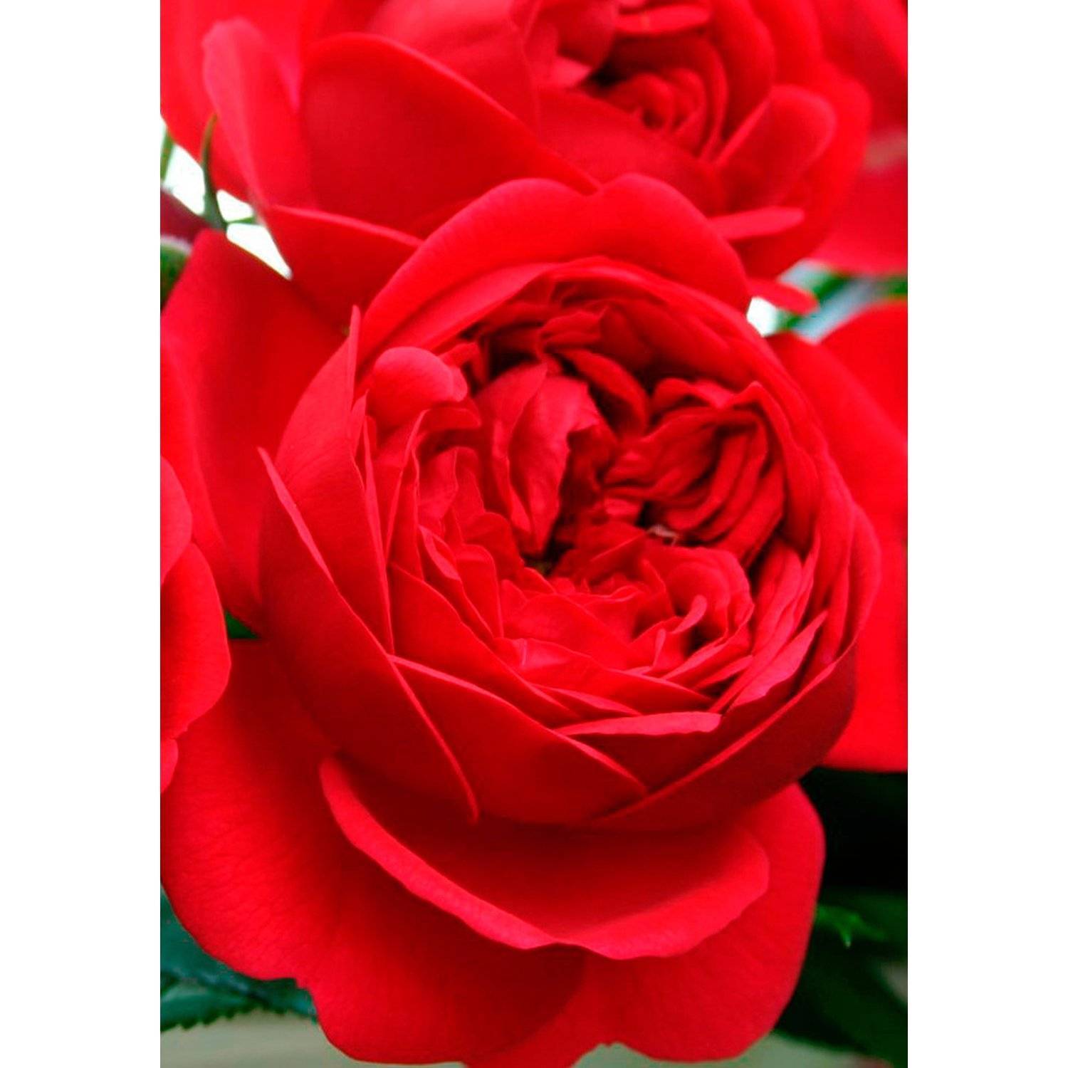 Corazon роза Кордес