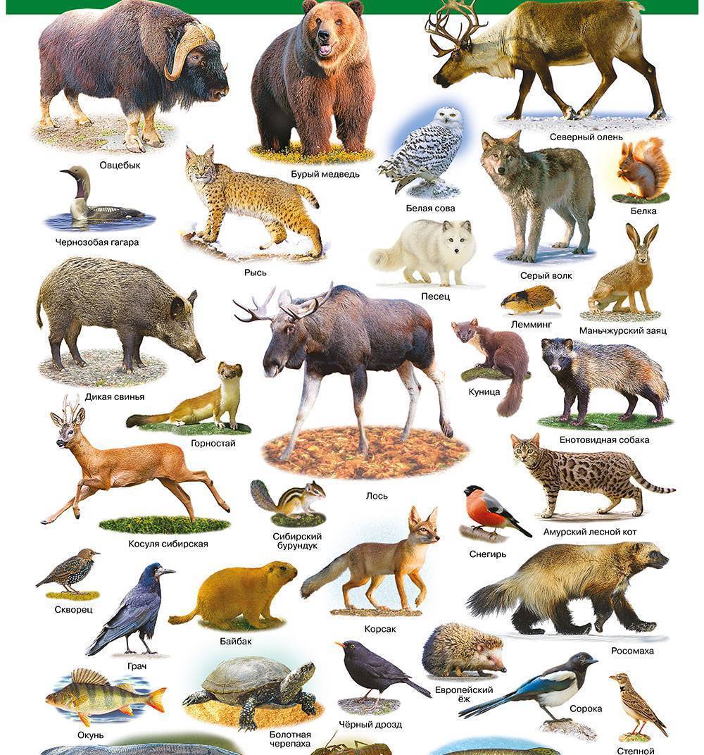 Животные России с названиями