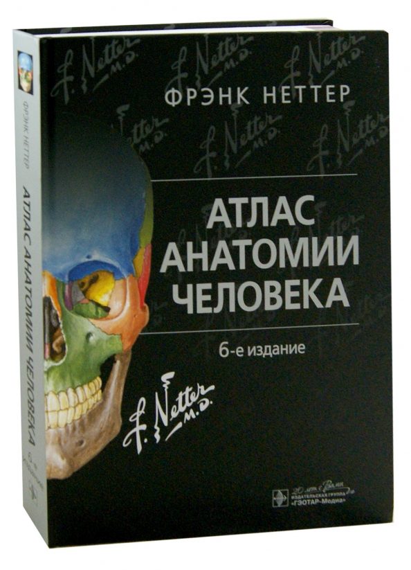 Неттер атлас. Фрэнк Неттер атлас. Атлас человека Фрэнк Неттер. Фрэнк Неттер атлас анатомии человека 6. Фрэнк Неттер анатомия.