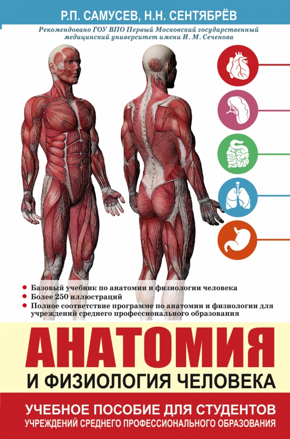Основы пластической анатомии и санитарии