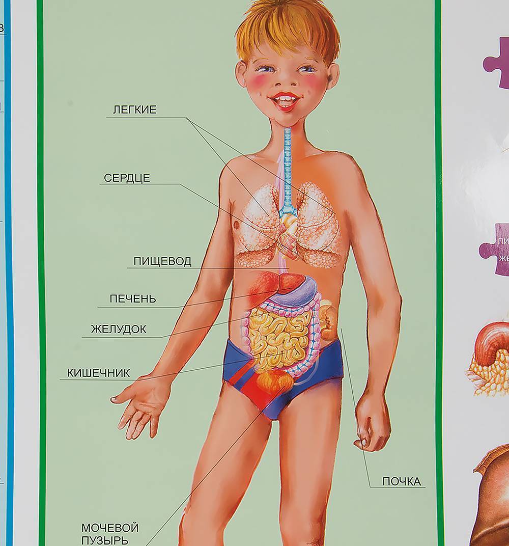 Органы ребенка расположение в картинках