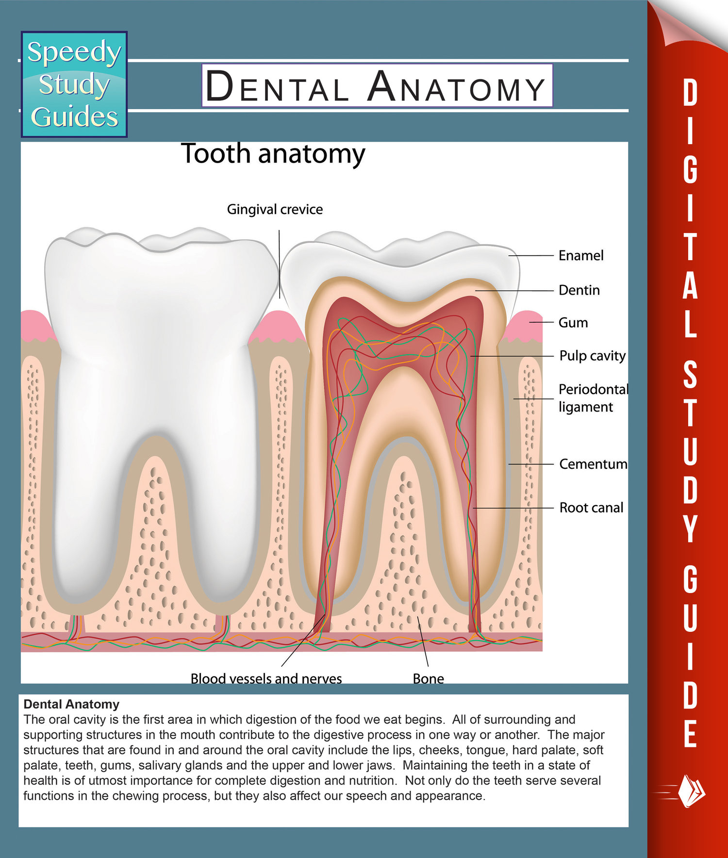 Tooth anatomy. Dental Anatomy.