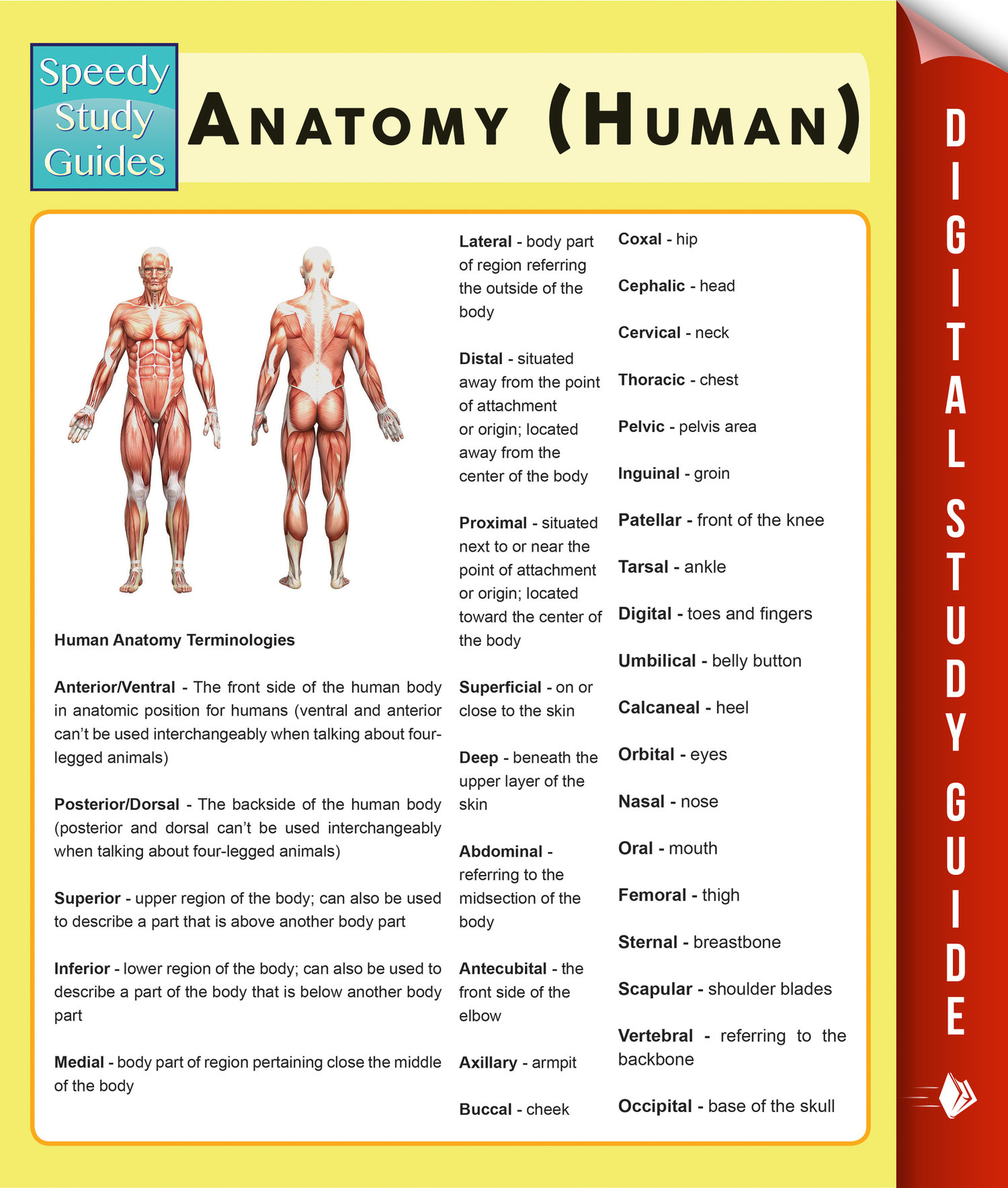 Анатомия человека книга. Анатомия и физиология человека учебник. Анатомия человека читать. Книга Anatomy next.
